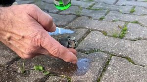 Даже птичкам жарко 🐦