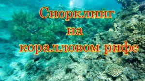 Снорклинг на кораловом рифе