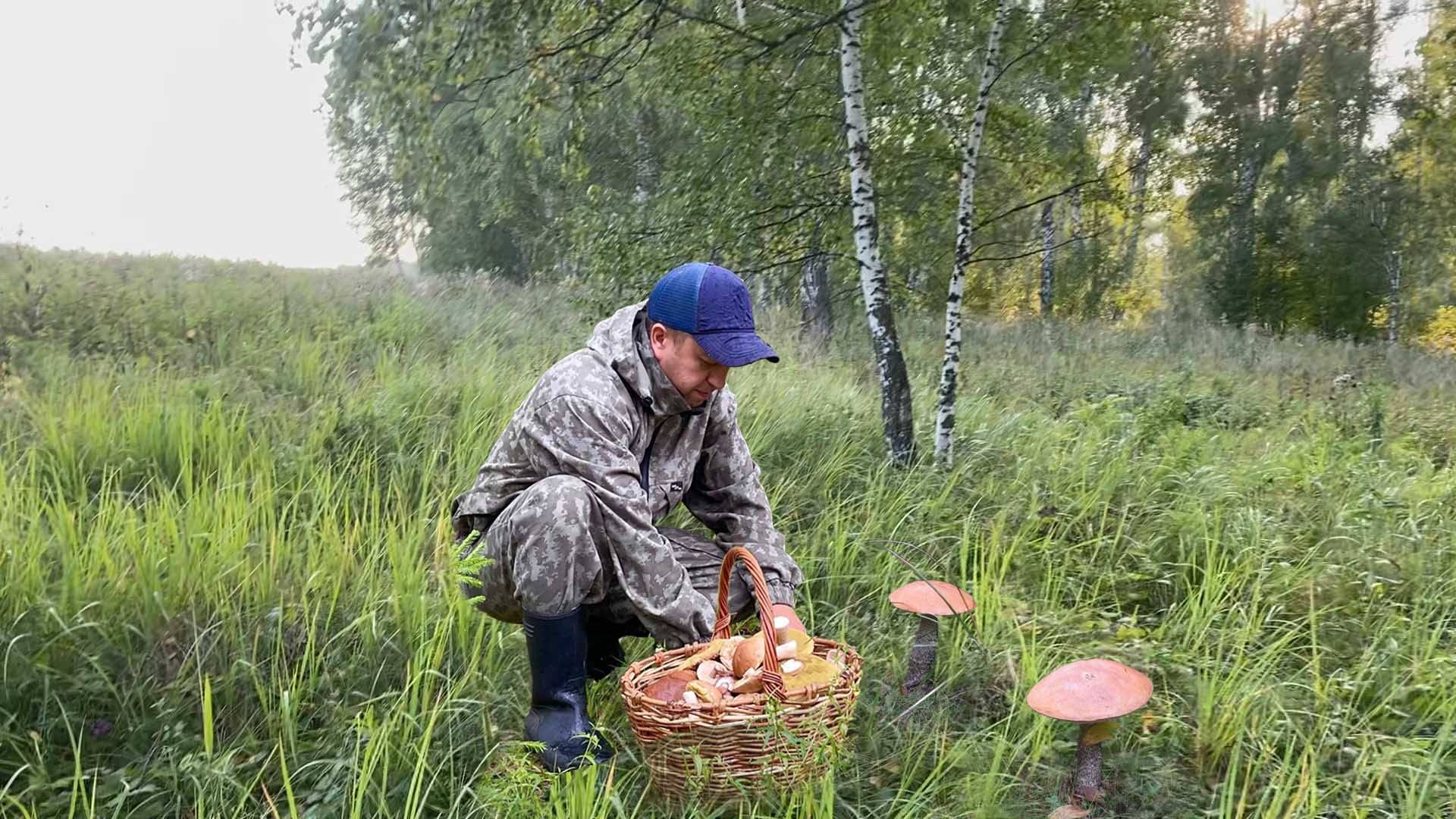 ВЫЕЗД ЗА ГРИБАМИ. Много всего и сразу но внимание привлёк массовый выход белого и груздя