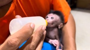 Обезьянки КРОХОТУЛИ брошенки Пищат есть Пьют смесь из соски Уцепились за игрушку ДОБРОЕ ДЕЛО