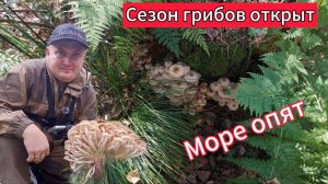 Грибы в лесу великолепны!!! Море опят.