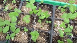 Что делать с рассадой земляники садовой в апреле