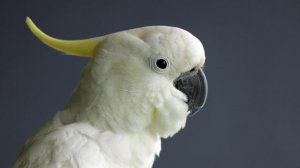 14148274_3840_2160_30fps