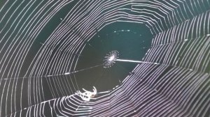 Как паук плетет паутину