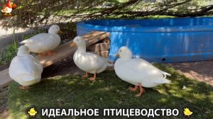 Идеальное птицеводство достойно восхищения 🐓🦆🦢🦚🦃🐔 эпизод (329)