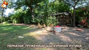 Куры несушки свободного выгула и их обычная куриная рутина – эпизод (663)