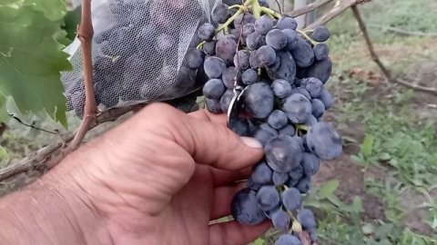 обзор виноградника часть 3