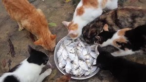Кошки едят сырую рыбу