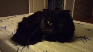 Комочек счастья