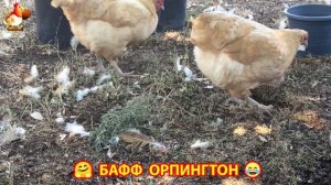 Куры Бафф Орпингтон ласковые золотые несушки❣️🤗😂 (124)