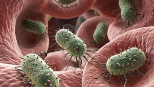 Шигеллезы - Шигеллы_ Классификация Морфология Эпидемиология Патогенез Лечение Профилактика