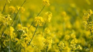 Свекровь хотела долю моей квартиры для Сыночки корзиночки!