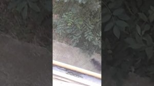 МИЛКА ГУЛЯЕТ 2 (ИСКАТЕЛЬ УОРМА)