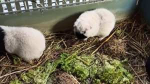 #Продаю_морских_свинок 01.09.25 #американский_тедди 89215950848