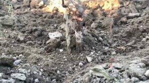 Когда снимать обвязку с прививки винограда? Полное руководство.