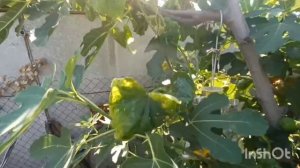 Парк Галицкого и Краснодар