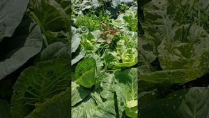 Деревенские будни после дождя: Огород, теплицы, куры и первые ягоды! ️
