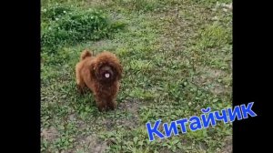 Китайчик