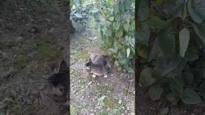 МИЛКА ГУЛЯЕТ