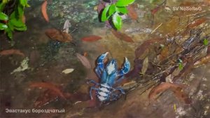 Какие природные цветовые вариации имеет Ламингтонский колючий рак — Euastacus sulcatus ?