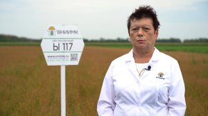 Ы 117: Лен масличный