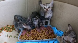 Дикие котики кушают
