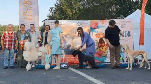 13.07.2025, СПб. Клуб "Триумф-1" (РКФ, РФСС). Выставка собак "ЗВЕЗДА ТРИУМФА" (САС, ЧРКФ)