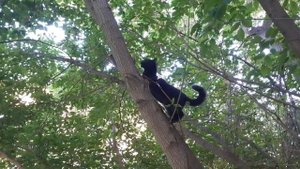 Довольный Тишка.