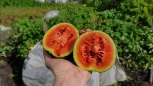 Урожай в огороде зашкаливает! Главные ошибки сезона и новые грядки клубники.