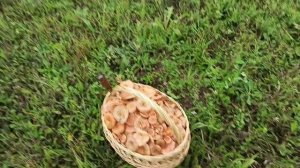 Пока дождик капает! Собираем грибы. ( корзина рыжиков )