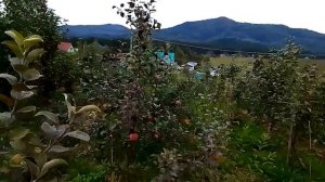 за низкорослыми садами будущее
