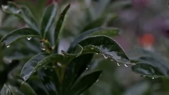 Тихая симфония дождя в саду смотреть онлайн