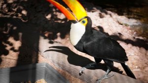 14169055_3840_2160_25fps