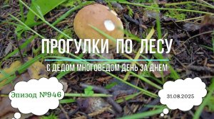 Прогулки по лесу. День за днем с дедом Многоведом. 31 августа 2025г. Эпизод 946.