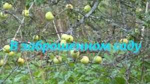 В заброшенном саду. Стихи, монтаж и генерация звука в ИИ - Е.Доставалов