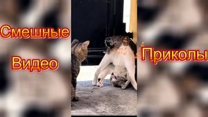 Самые смешные видео приколы|Юмор и Приколы