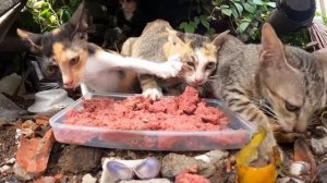 Котики кушают у помойки