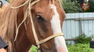 Конь для казака — больше, чем друг: в Приморье отметили День лошади и День российского казачества