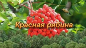 "КРАСНАЯ РЯБИНА"  Шувалова Светлана