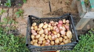 Закультивировал поле, и дела по хозяйству и огороду.