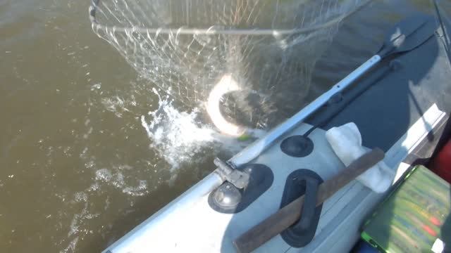 Борьба с трофеем.Сломали спиннинг.