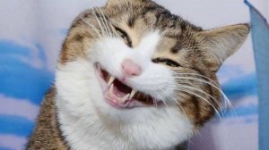 ПРИКОЛЫ С ЖИВОТНЫМИ ДО СЛЕЗ #172 Смешные КОТЫ И СОБАКИ  Приколы
