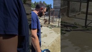 К нам в приют приехали гости из Чехии