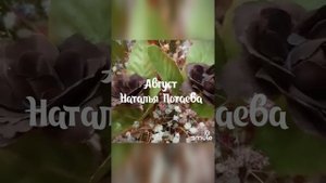 Август. Наталья Потаева