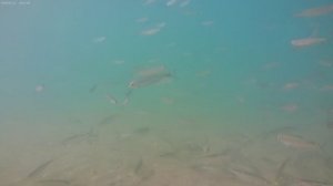 СОВРЕМЕННАЯ МУЗЫКА БЕЗ СЛОВ / СМОТРЕТЬ И СЛУШАТЬ МУЗЫКУ ВИДЕО КЛИПЫ 2025 ОНЛАЙН БЕСПЛАТНО