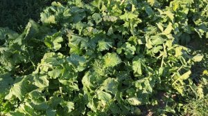 1000010562.mp4.🖋️🚀 ВОТ ЭТО ЗАКРОМА 💃🔥МОИ БУДНИ 🖋️🚀