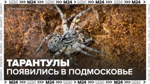 Южнорусский тарантул появился в Подмосковье из-за аномальной погоды - Москва 24