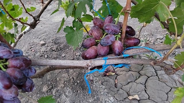 СУПЕР НОВИНКА 2025Г!!! ГФ Винограда АНАБЕЛЬ (Калугин В.М.). смотреть онлайн