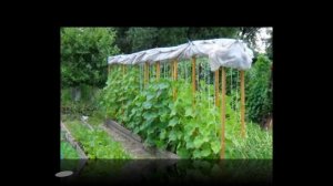 Дачные хитрости и премудрости ! (3)