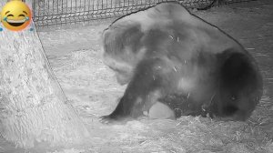 По Вечерам Ёжик Ходил к Медведю Звёзды Считать 🐻🦔😂🤯👍🚀